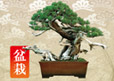 Bonsai Auction